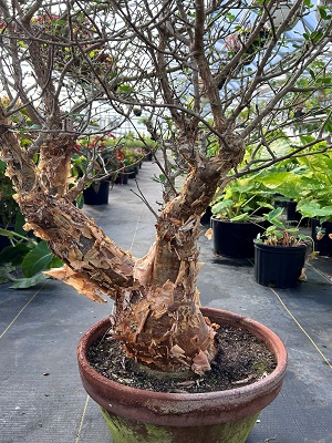 BURSERA fagaroides